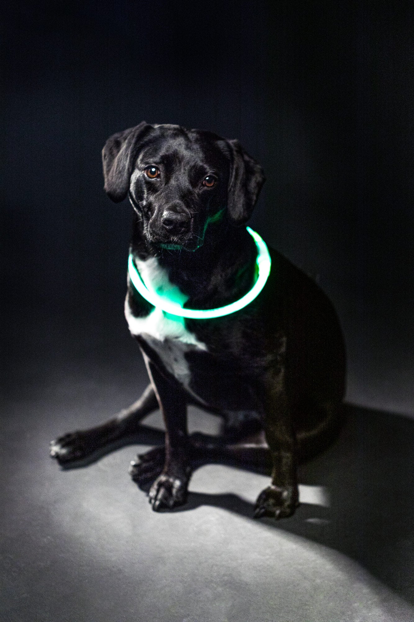 Trixie Lichtgevende Halsband Usb Flash Light Oplaadbaar Tpu Groen