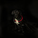 Trixie Lichtgevende Halsband Usb Flash Light Oplaadbaar Tpu Rood