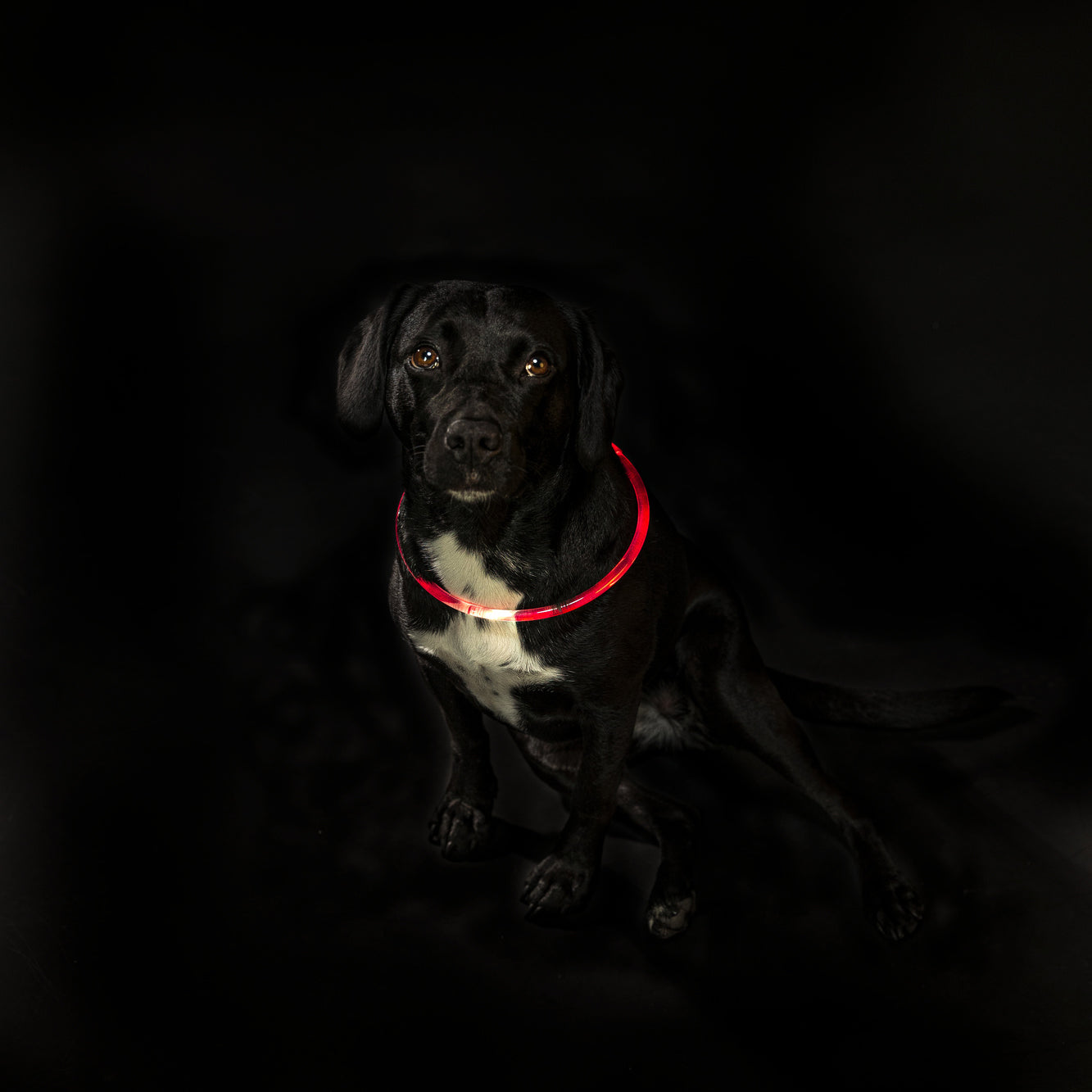 Trixie Lichtgevende Halsband Usb Flash Light Oplaadbaar Tpu Rood