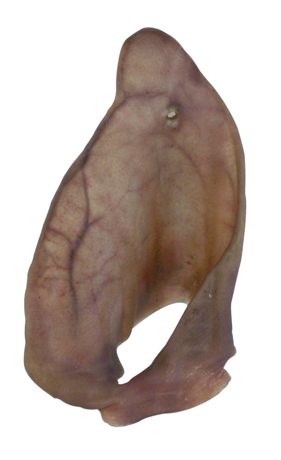 Petsnack Varkensoren PETSNACK DogDepot.nl